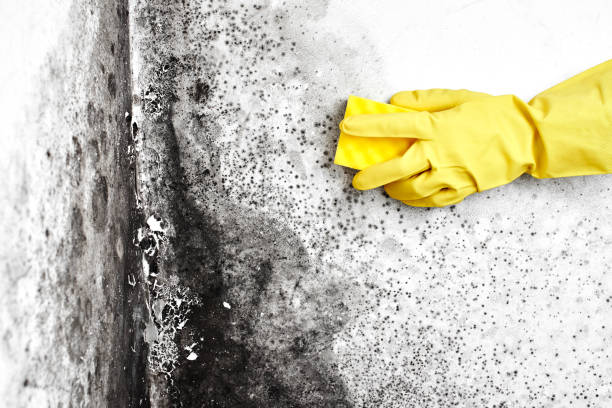 Best Basement Mold Removal  in Anderson, SC