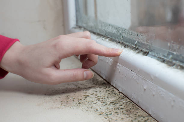 Best Real Estate Mold Inspection  in Anderson, SC