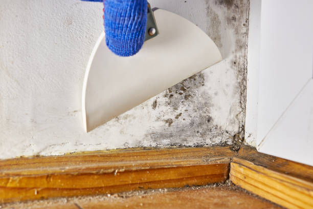 Best Mold Removal for HVAC Installations  in Anderson, SC